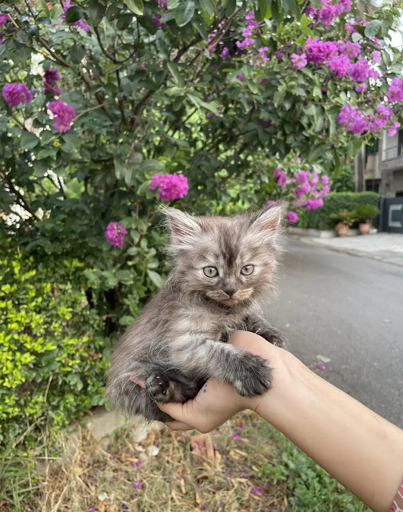 male and female cats for sale — photo 9