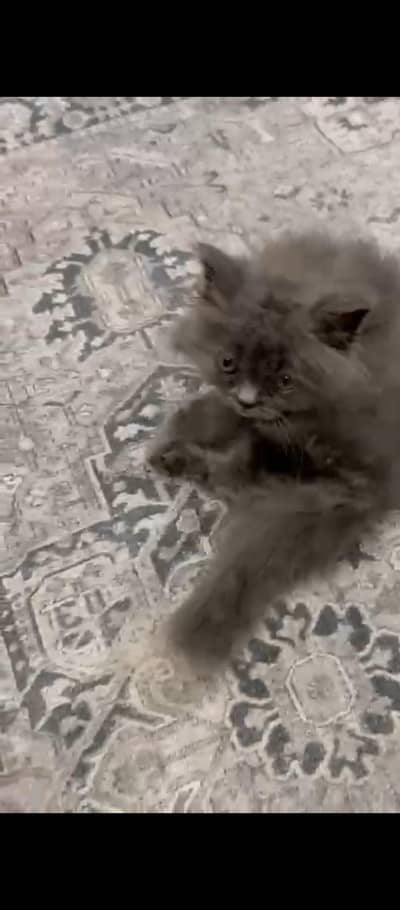 double coated persian smoky
