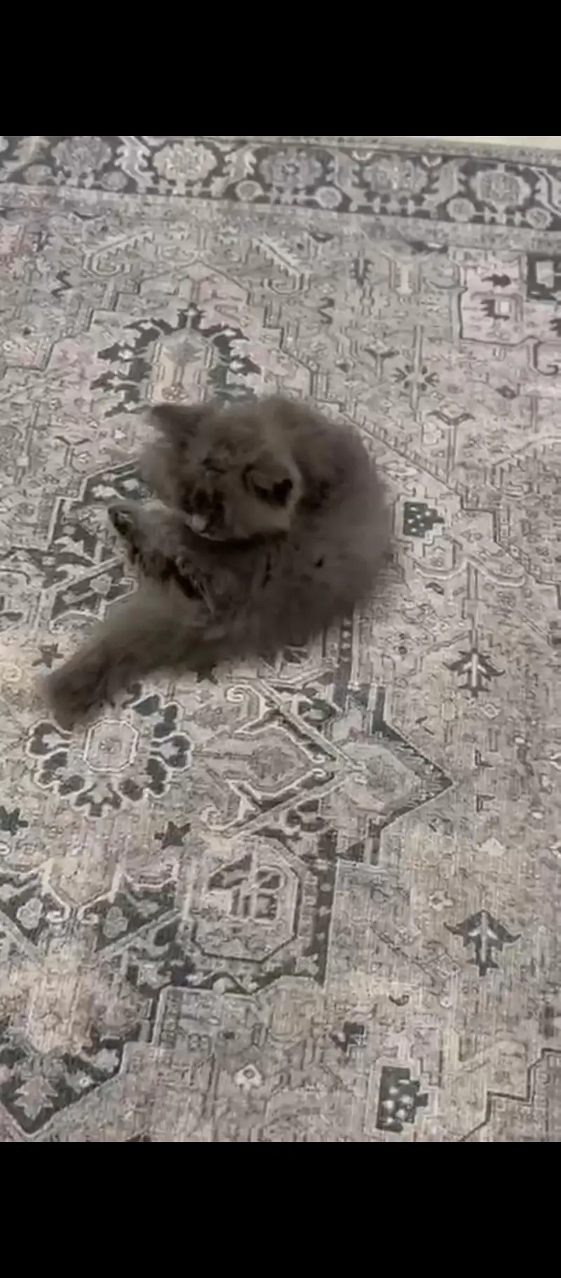 double coated persian smoky — photo 2