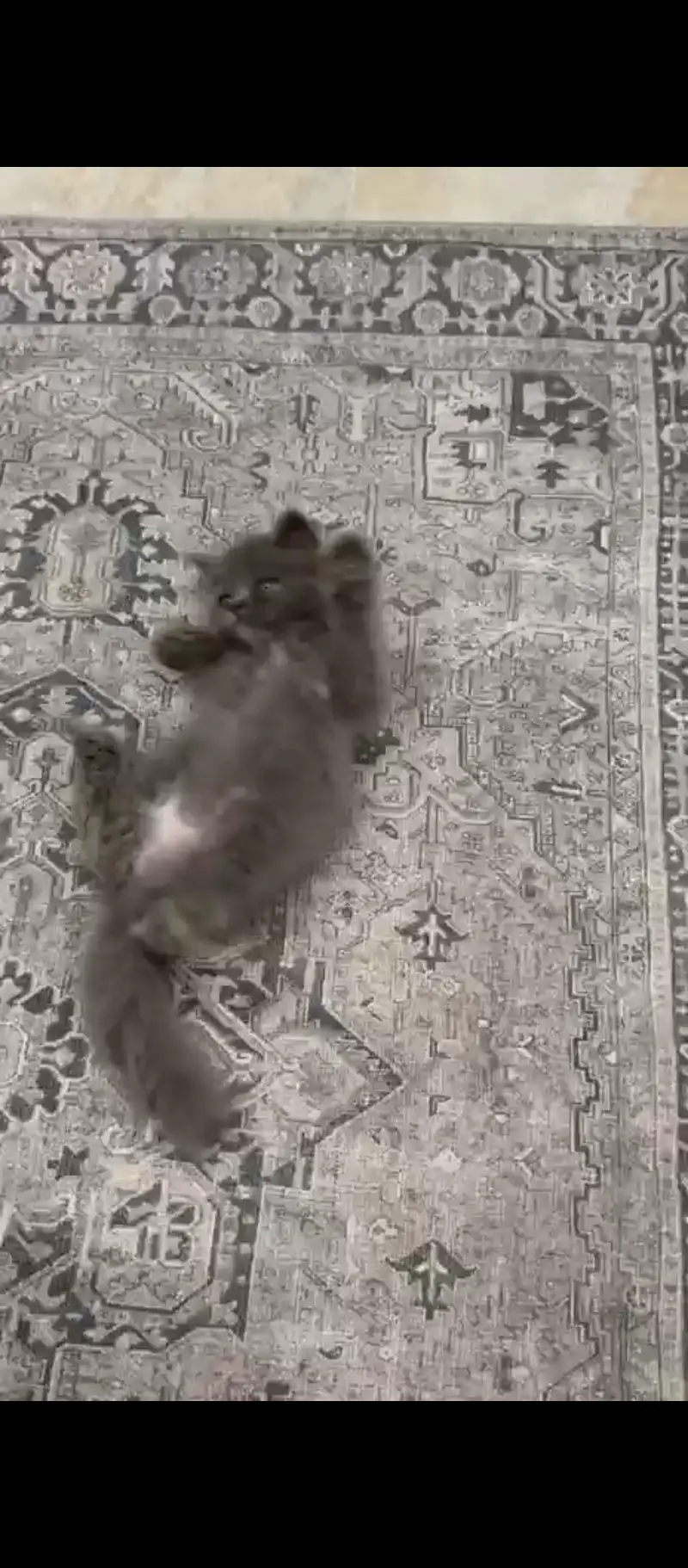 double coated persian smoky — photo 3