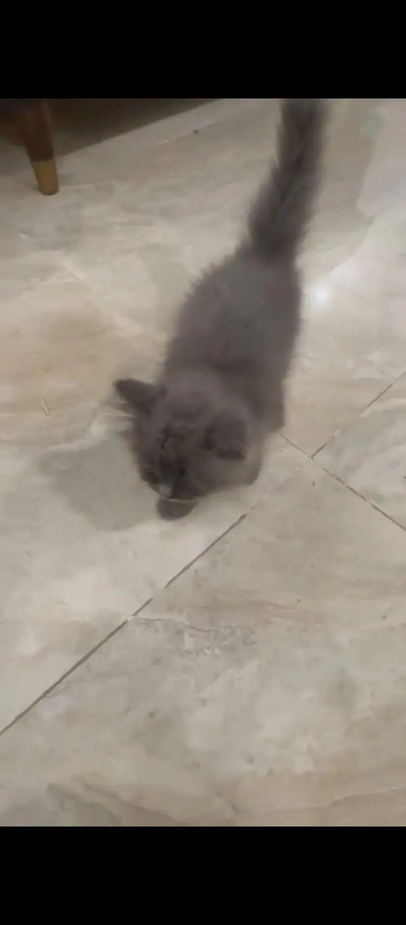 double coated persian smoky — photo 4