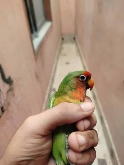 green red faced love bird
