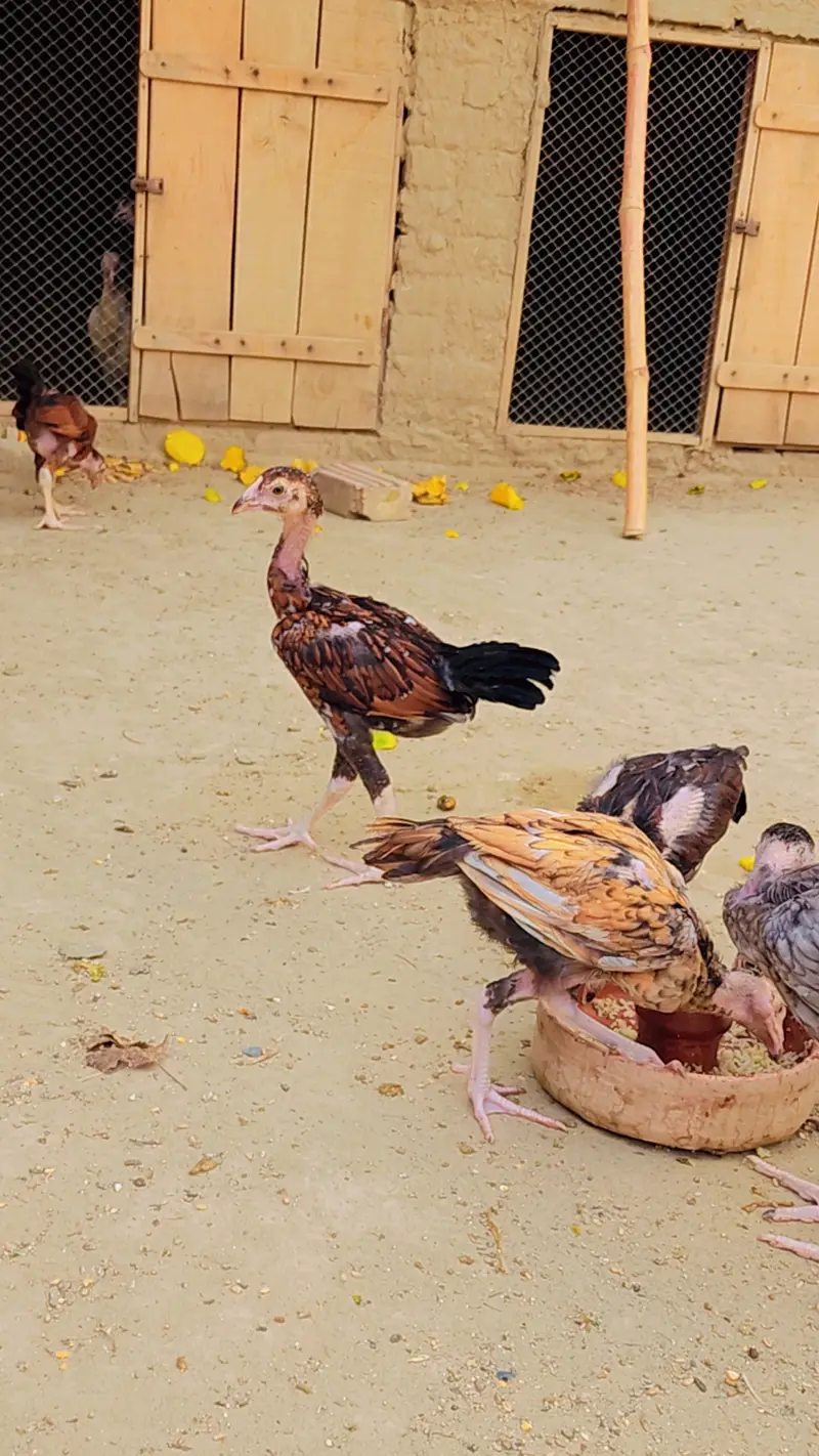 Aseel Chicks for Sale 1500 Rs — photo 2