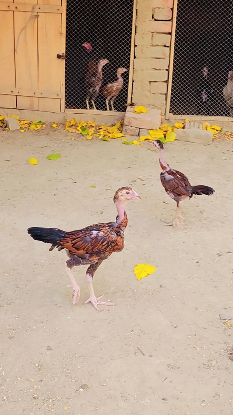 Aseel Chicks for Sale 1500 Rs — photo 3