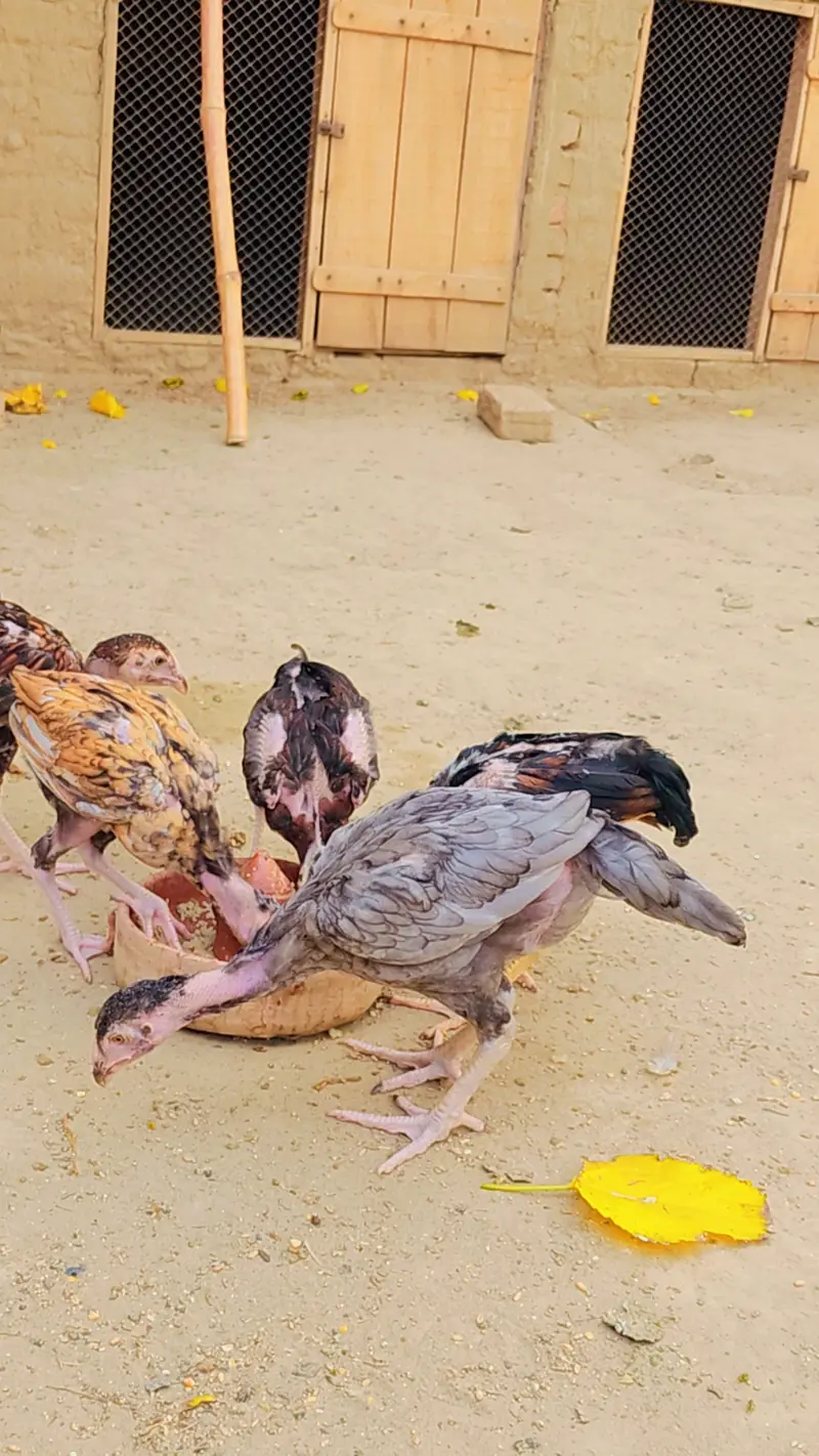 Aseel Chicks for Sale 1500 Rs — photo 4
