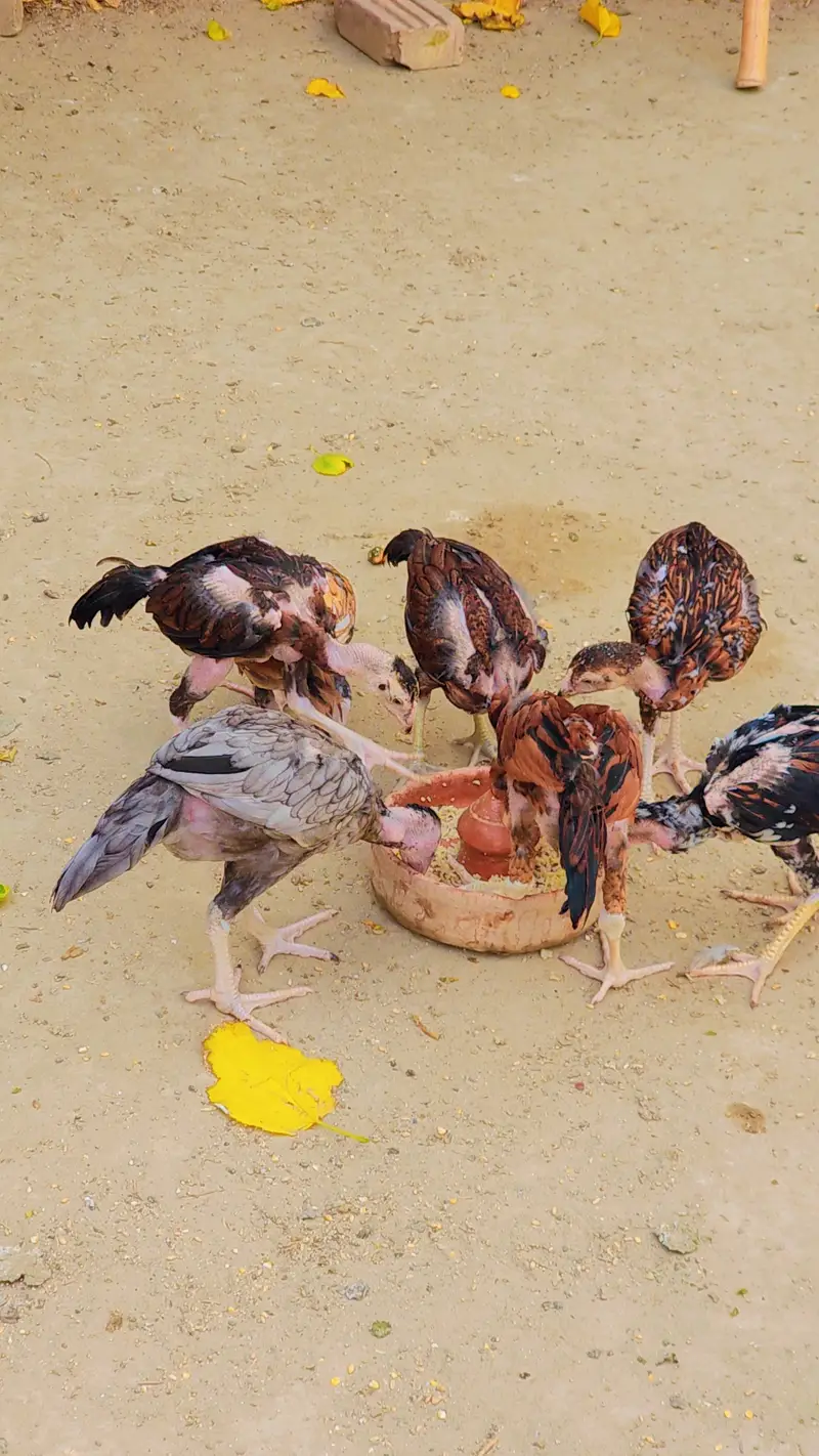 Aseel Chicks for Sale 1500 Rs — photo 5
