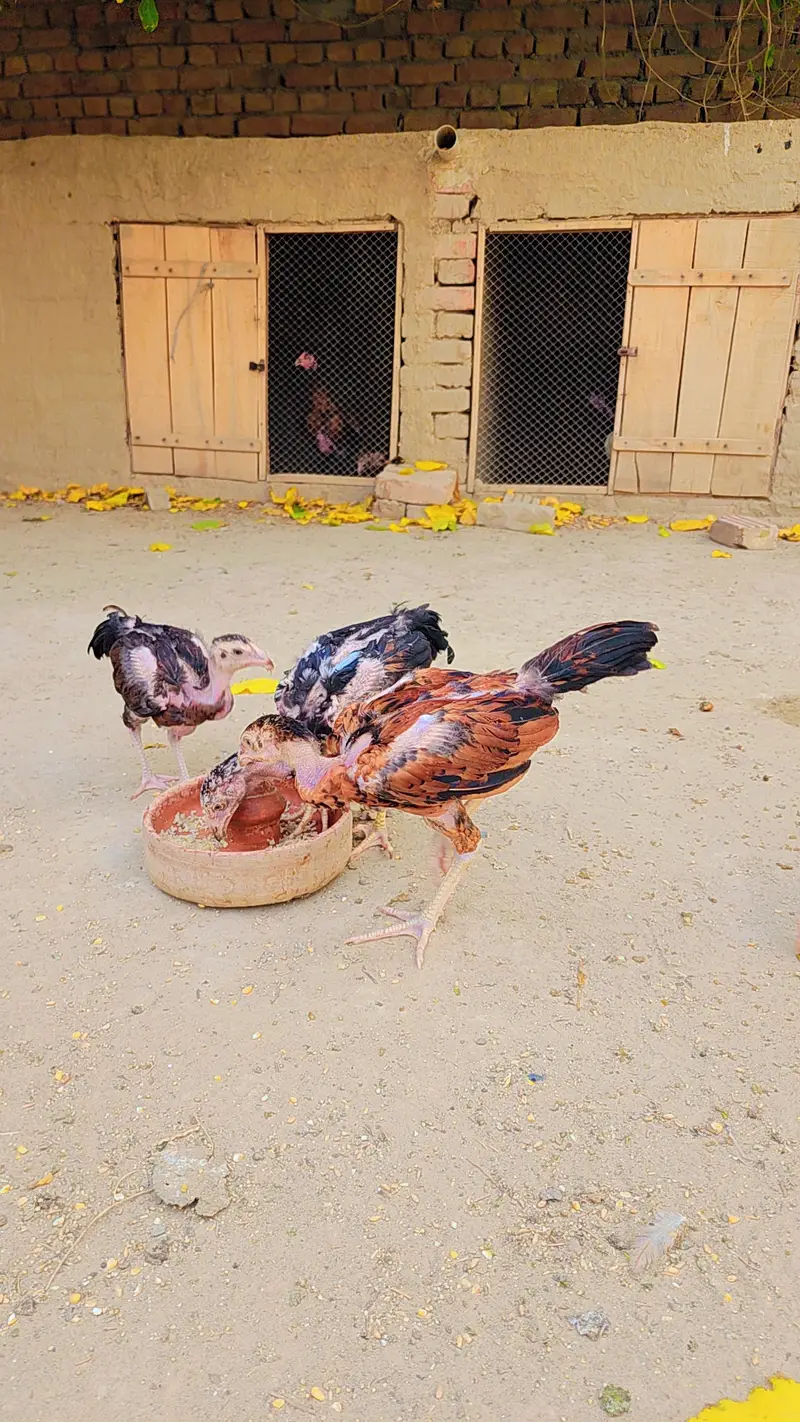Aseel Chicks for Sale 1500 Rs — photo 6