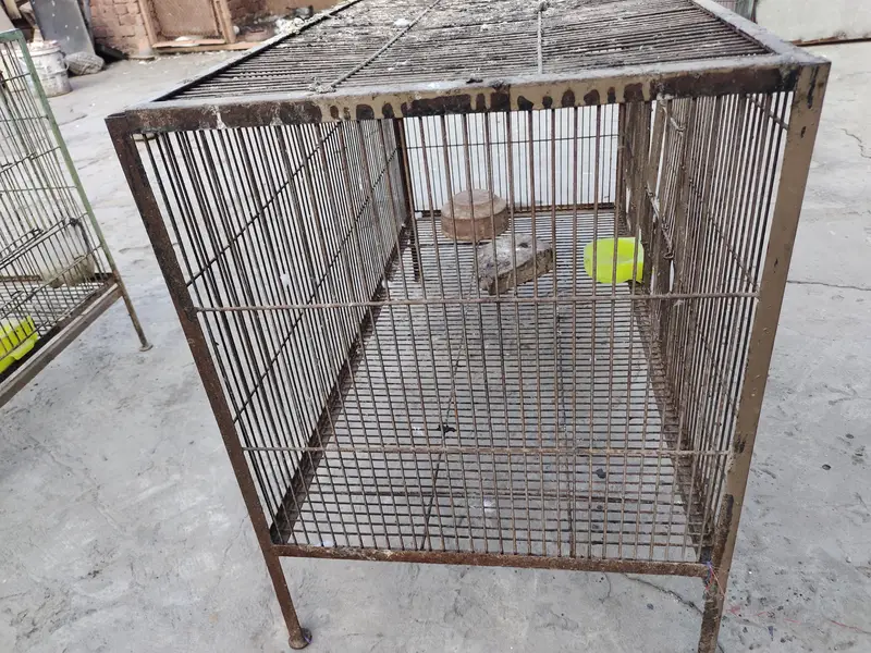 hen and parrot cage — photo 2