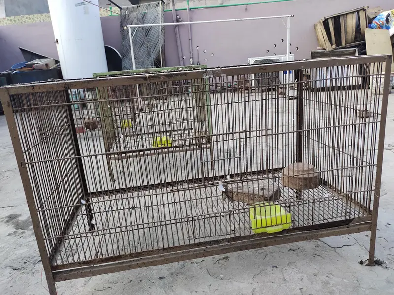 hen and parrot cage — photo 3