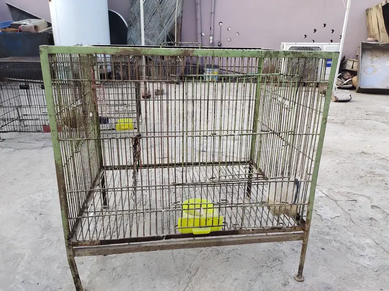 hen and parrot cage — photo 5