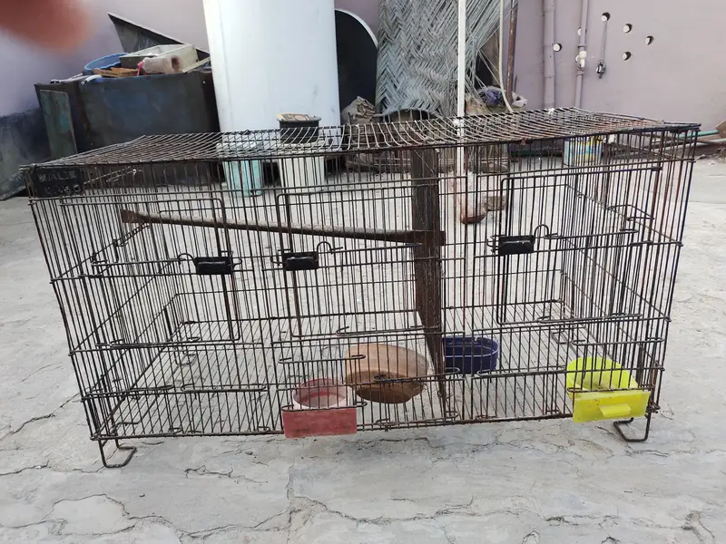 hen and parrot cage — photo 8