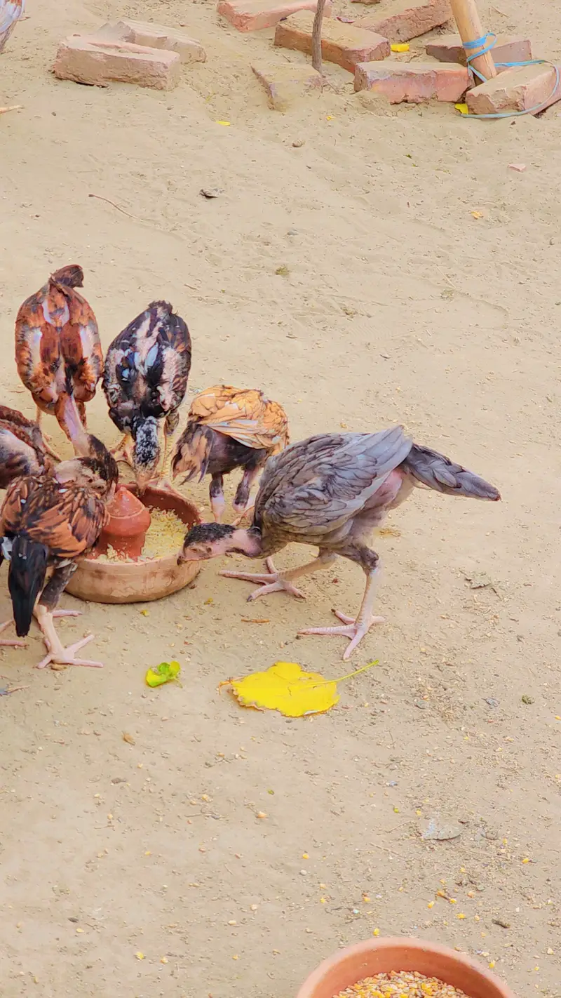 Aseel Chicks for Sale 1500 Rs — photo 7