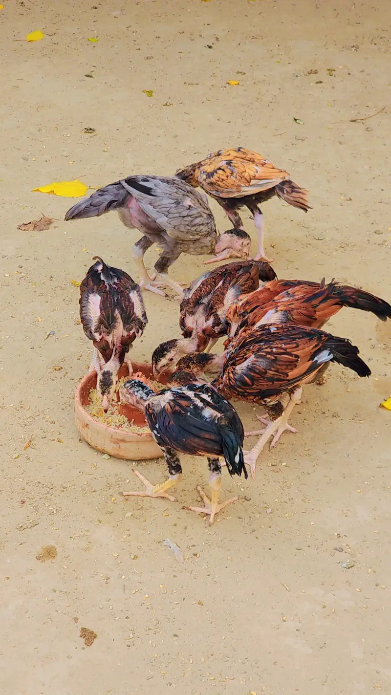 Aseel Chicks for Sale 1500 Rs — photo 8