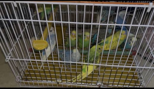 Australian budgies