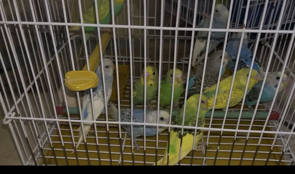 Australian budgies — photo 2