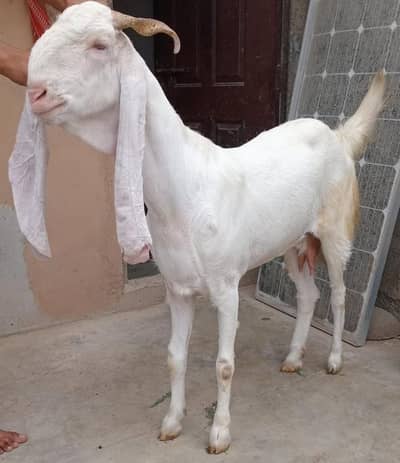 Gulabi Gabban Goat 2 months Plus Gabban for Sale 03162918168