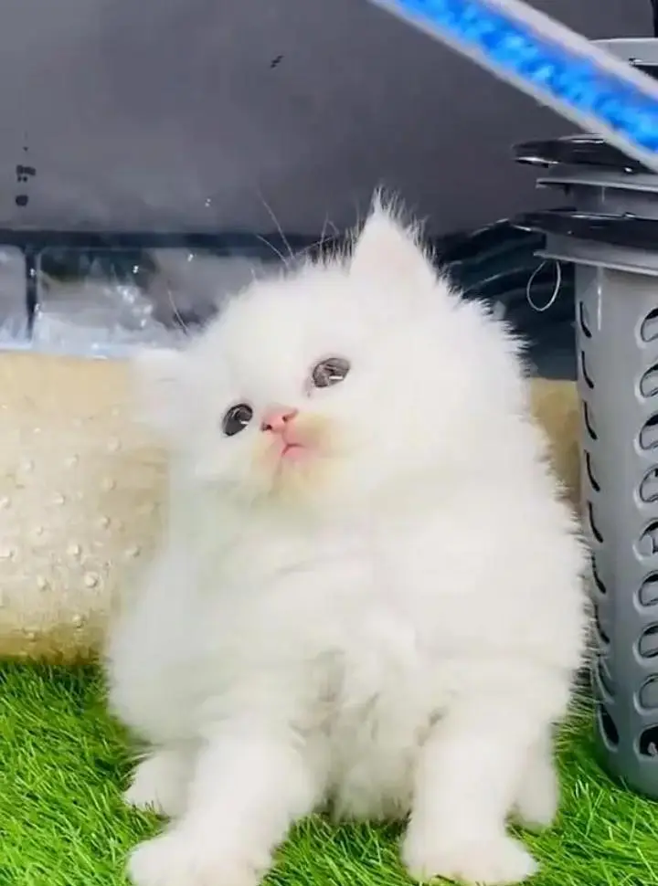 (Persian female kitten) (for sale all) (Pakistan delivery available) — photo 2