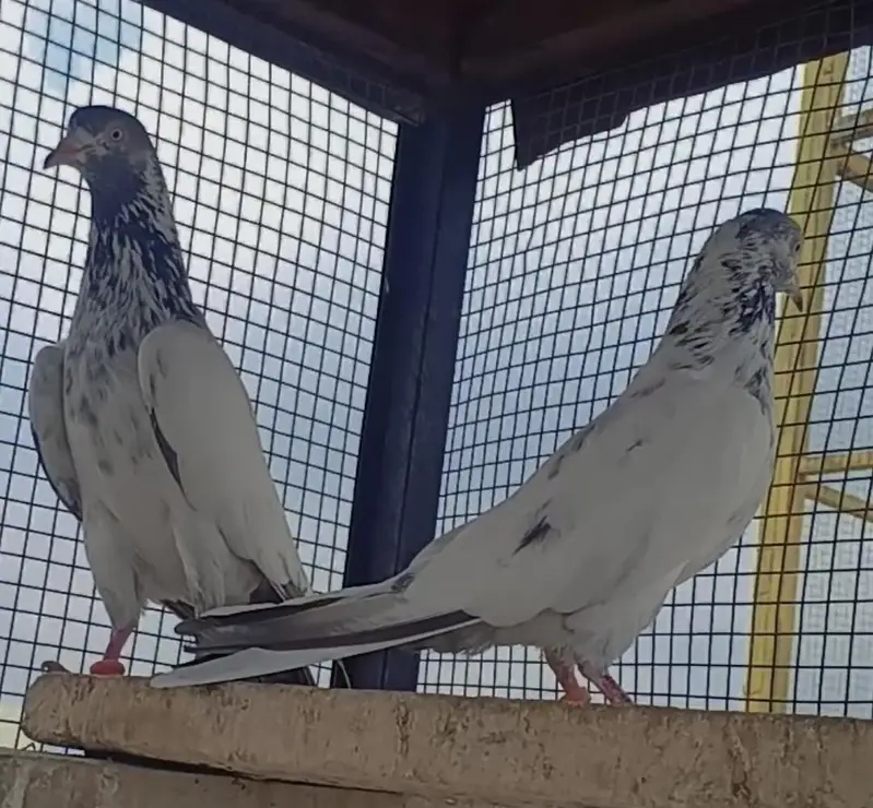 goldon tasveer Wala pair — photo 6