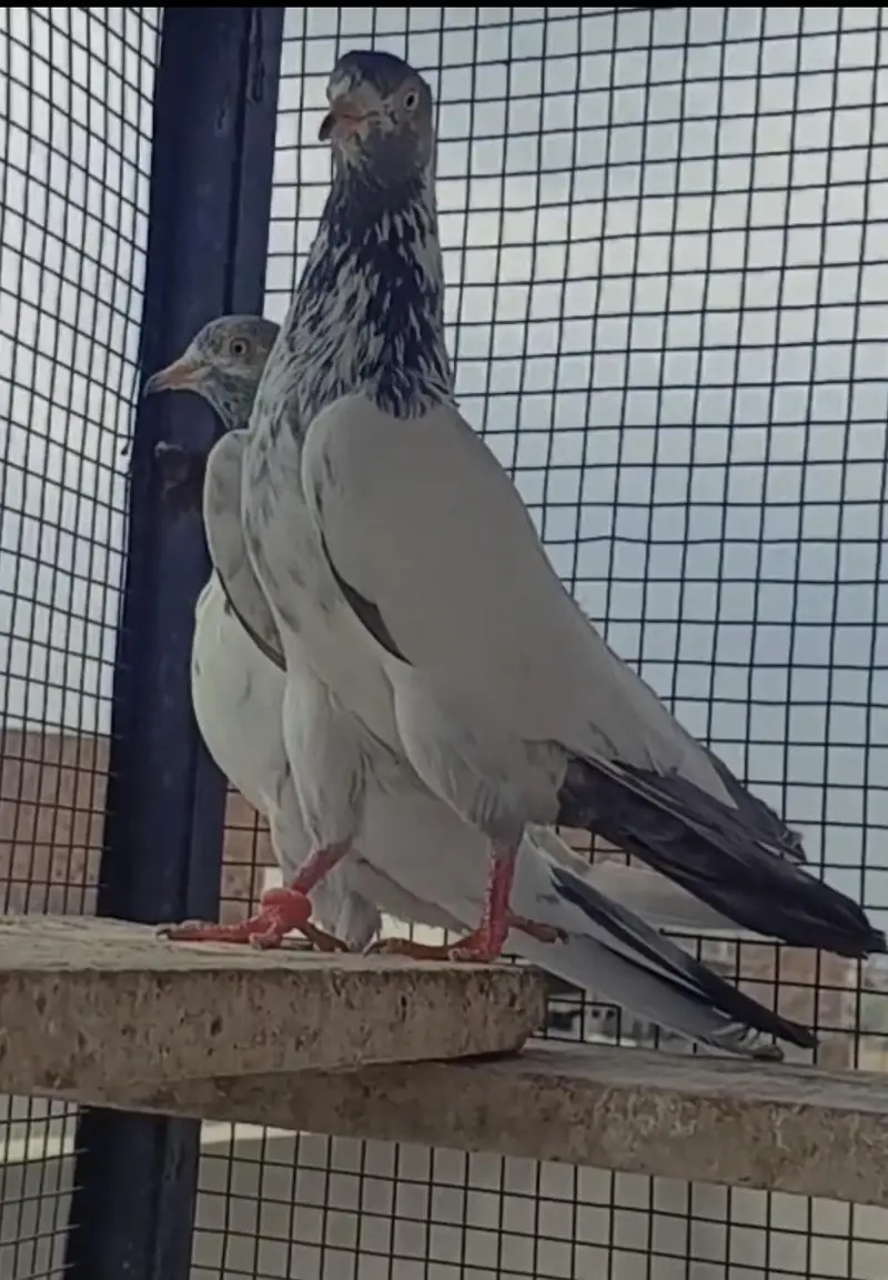 goldon tasveer Wala pair — photo 7