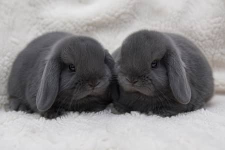Holland Lop Bunny