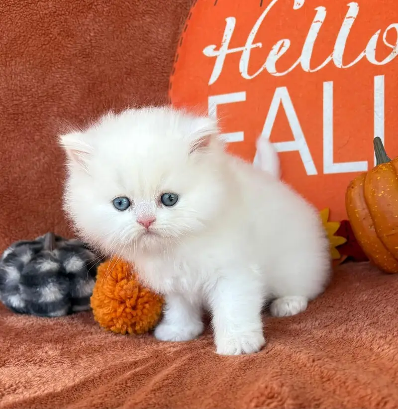 Persian cat triple quote 5 face mein later train — photo 2