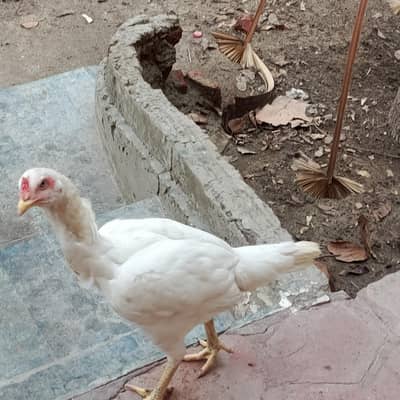 Aseel Mianwali naseel