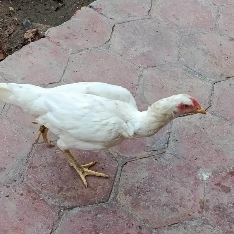 Aseel Mianwali naseel — photo 2