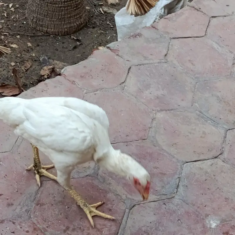 Aseel Mianwali naseel — photo 3