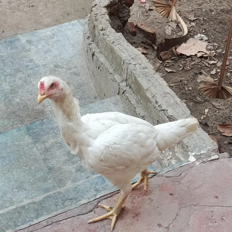Aseel Mianwali naseel — photo 4