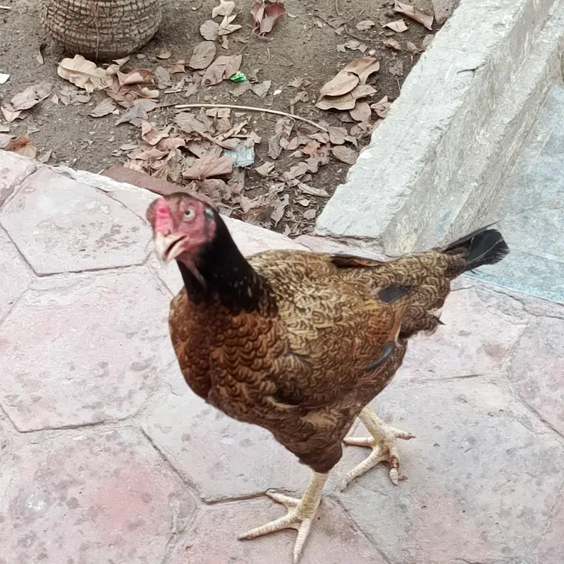 Aseel Mianwali naseel — photo 5