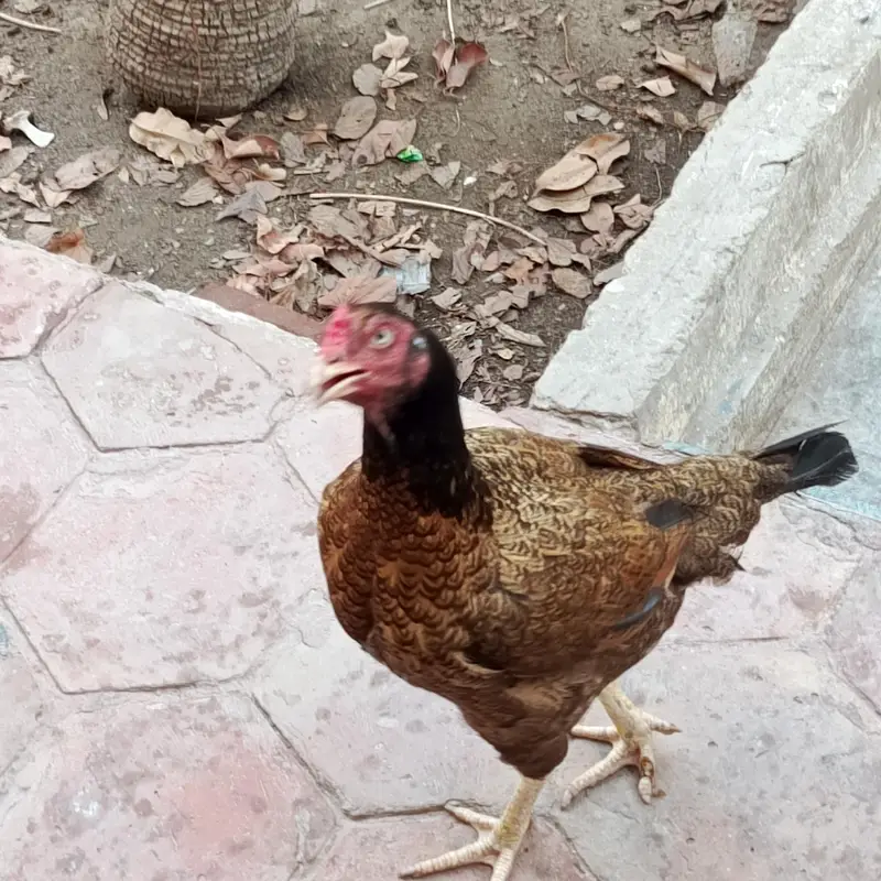 Aseel Mianwali naseel — photo 6