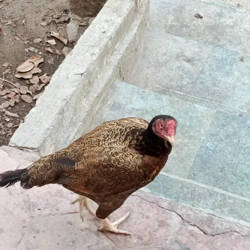 Aseel Mianwali naseel — photo 7