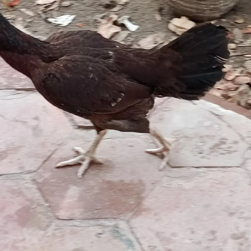 Aseel Mianwali naseel — photo 8