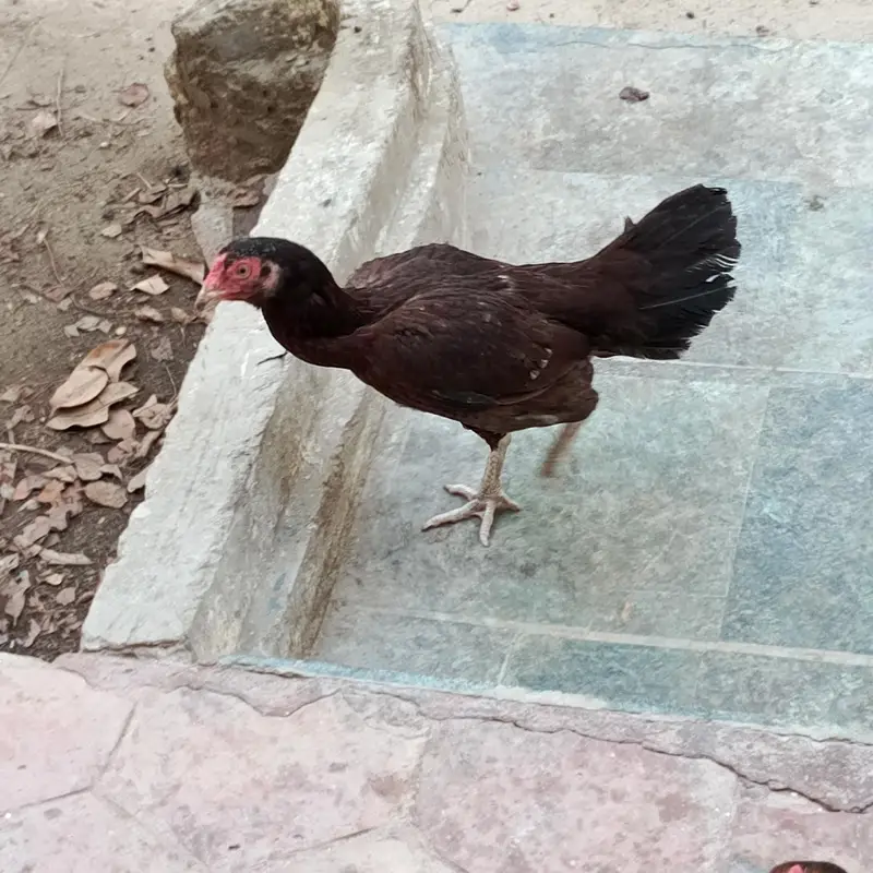 Aseel Mianwali naseel — photo 9
