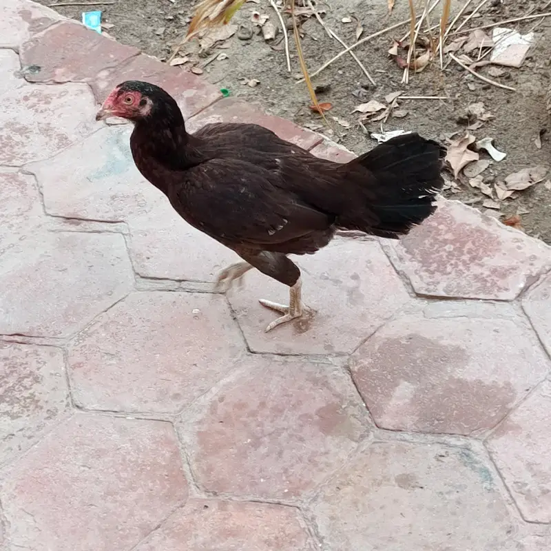 Aseel Mianwali naseel — photo 10