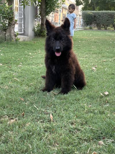 Black Shepherd King Size puppies looking for new home