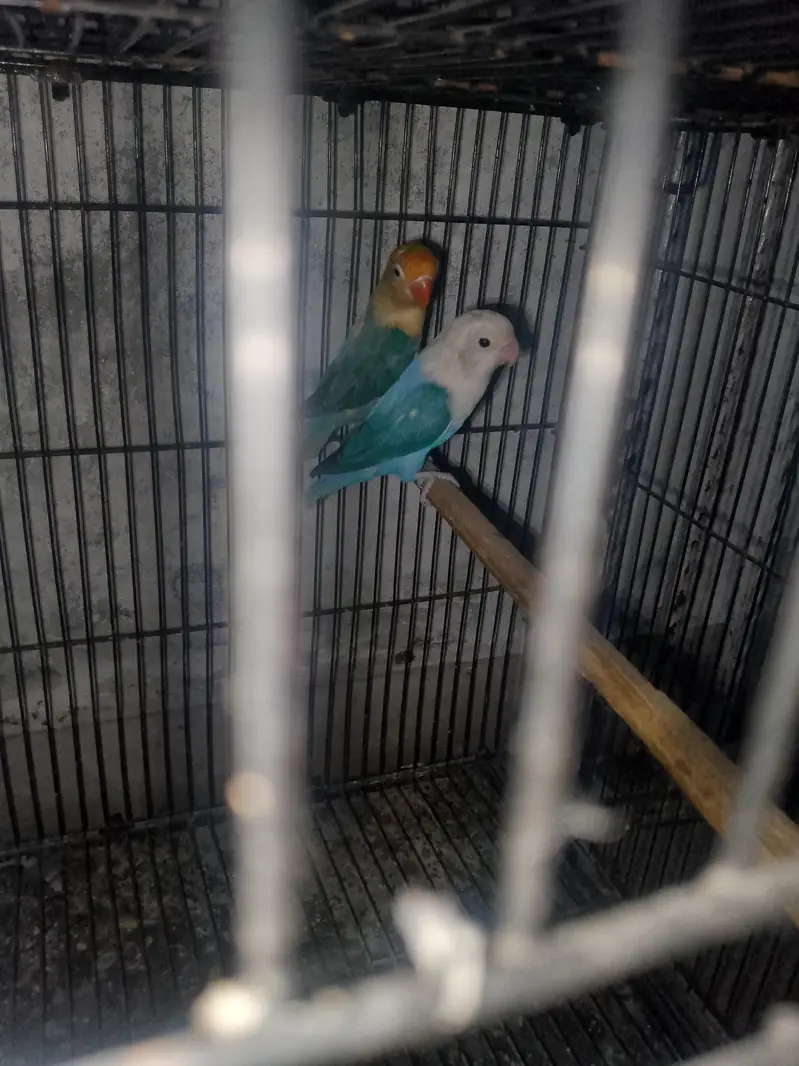 love birds pair for sale — photo 2