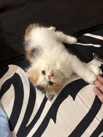 Persian peke/pake/ piki kitten calico cfa lineup