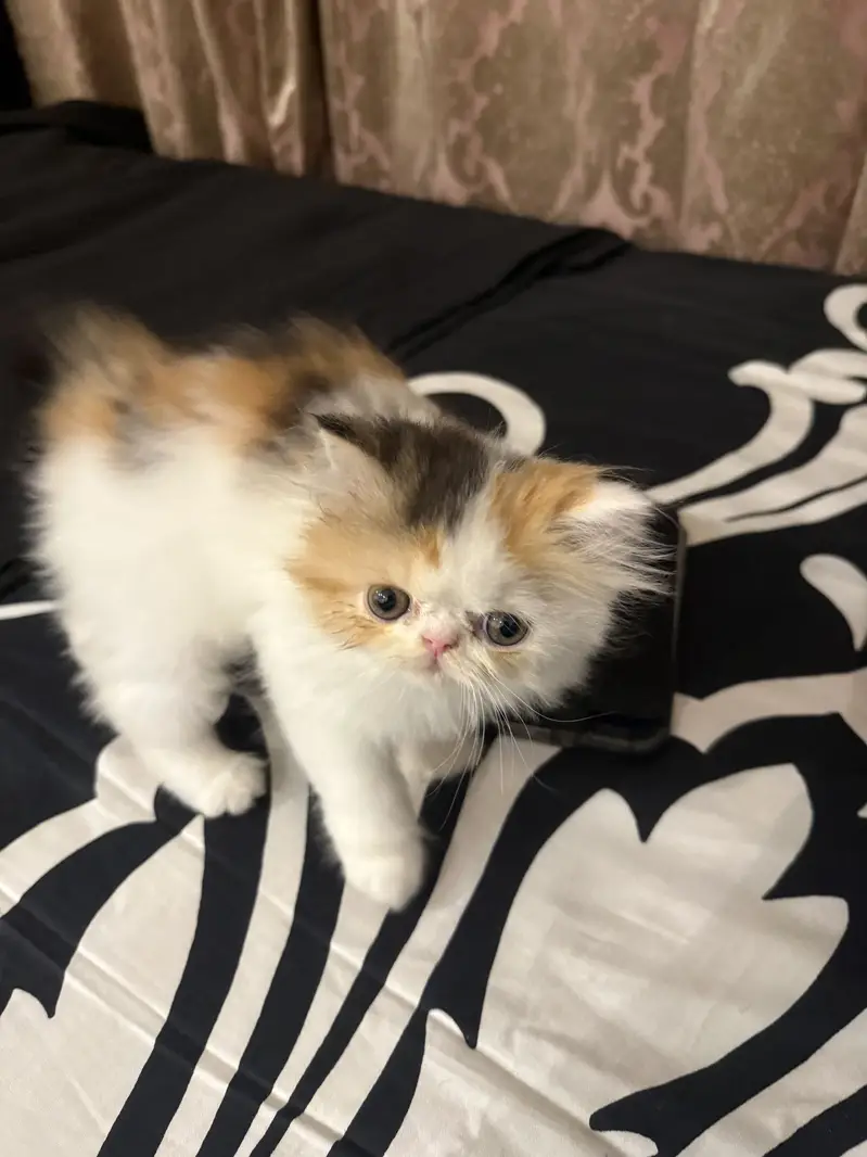 Persian peke/pake/ piki kitten calico cfa lineup — photo 3