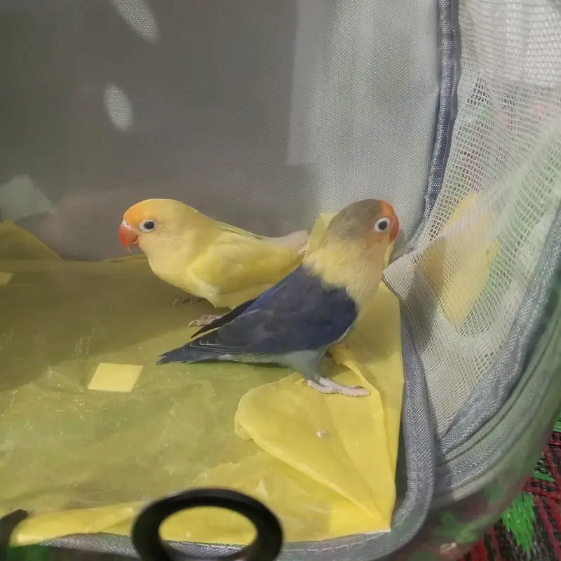 Active Fischer Lovebird pair for sale! — photo 2