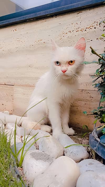 Russian cat for sale