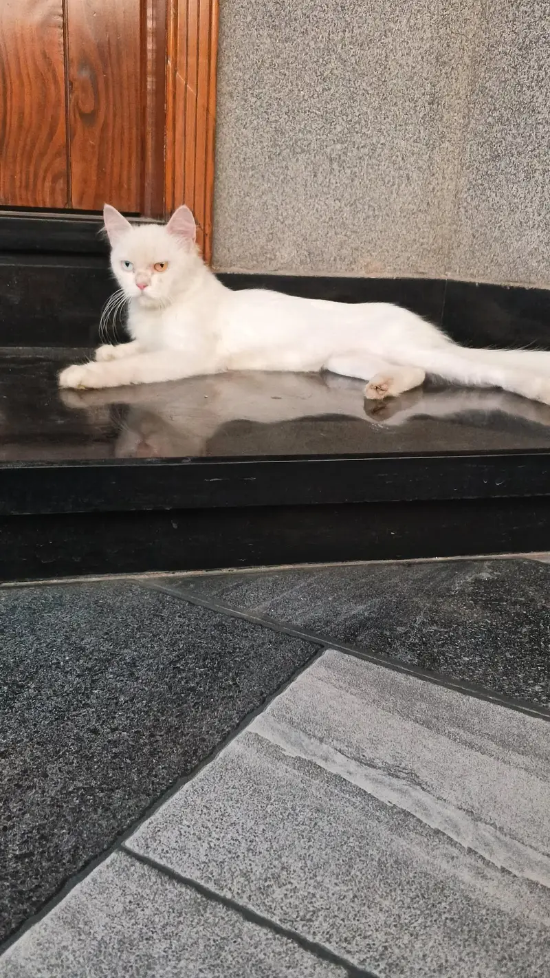 Russian cat for sale — photo 3