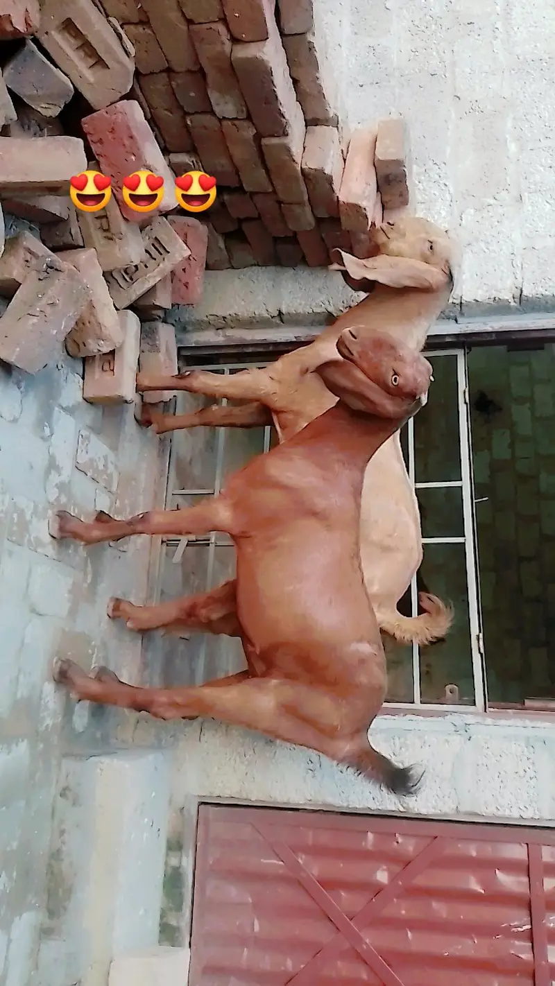 Goats pair 1.7 month very high  bread s