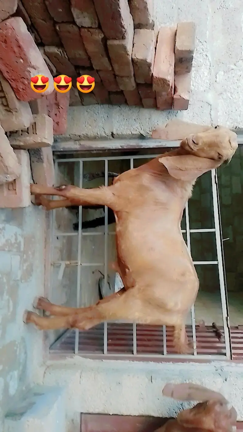 Goats pair 1.7 month very high  bread s — photo 2