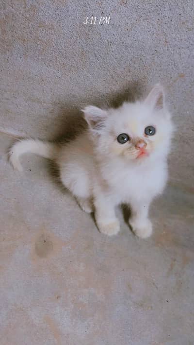 Parsian kittens, parsian cats, odd eyes white cats, breeder cats, etc