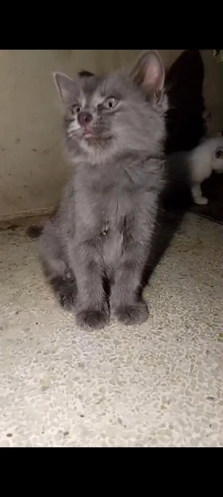 Parsian kittens, parsian cats, odd eyes white cats, breeder cats, etc — photo 2