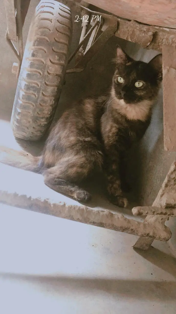 Parsian kittens, parsian cats, odd eyes white cats, breeder cats, etc — photo 3