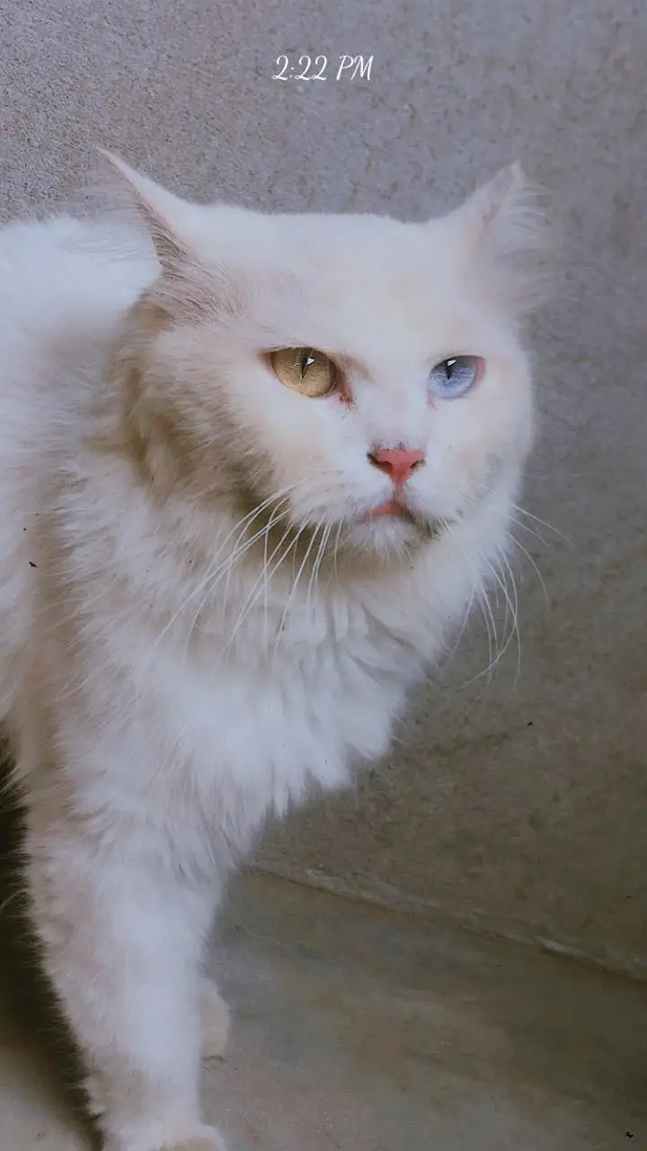 Parsian kittens, parsian cats, odd eyes white cats, breeder cats, etc — photo 4