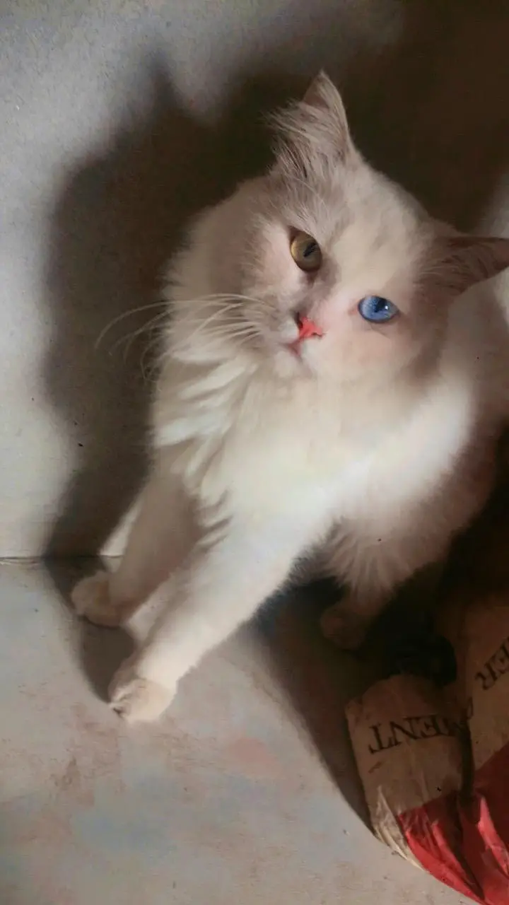 Parsian kittens, parsian cats, odd eyes white cats, breeder cats, etc — photo 9