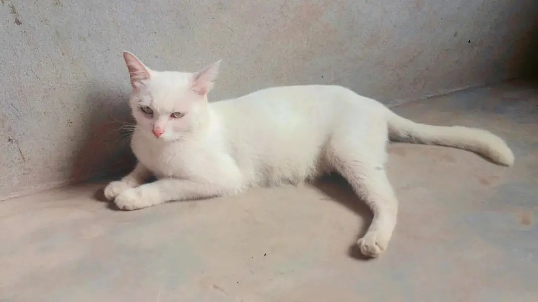 Parsian kittens, parsian cats, odd eyes white cats, breeder cats, etc — photo 10